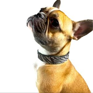 Safari Queen Zebra bling collar
